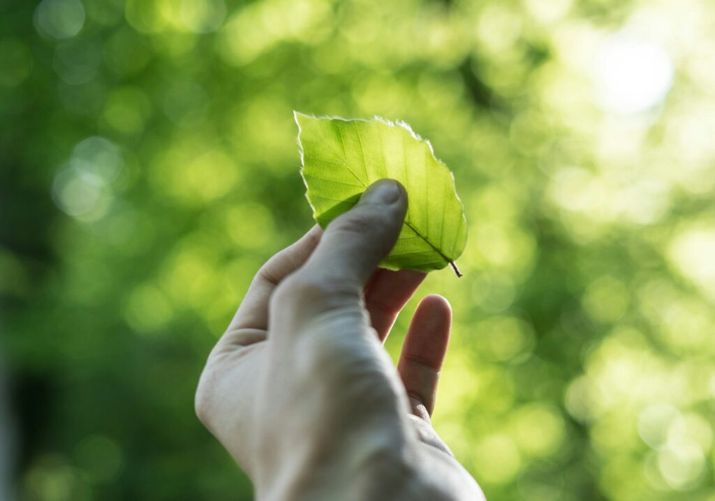 primo piano di una mano che tiene una foglia
